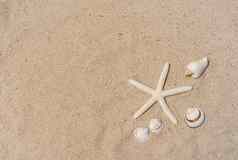 沙子海滩夏天背景海星贝壳沙子