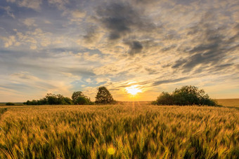 日落日出场年轻的黑麦小麦夏天