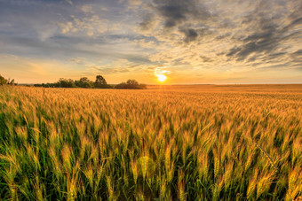 日落日出场年轻的黑麦小麦夏天