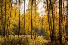桦木森林阳光明媚的金秋天一天