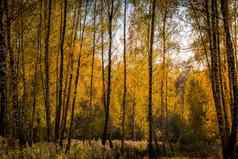 桦木森林阳光明媚的金秋天一天