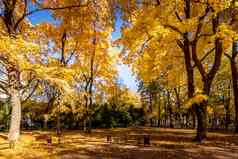 叶秋天公园秋天阳光明媚的一天金树