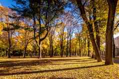 叶秋天公园秋天阳光明媚的一天金树