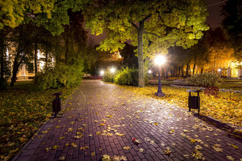 晚上公园秋天下降黄色的叶子