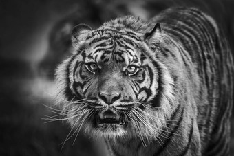 老虎动物肖像前面视图盯着直