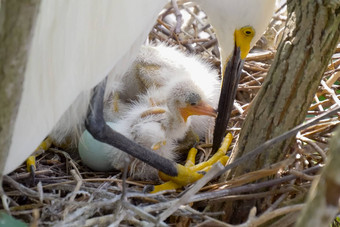 伟大的白鹭巢年轻的小鸡鸟巢