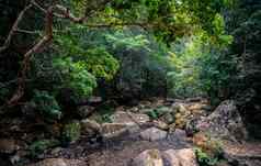 热带热带雨林水岩石河夏天
