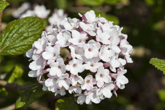 荚<strong>莲</strong>属的植物carlessii“极光”粉红色的白色冬天开花灌木