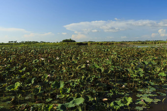 <strong>莲花农场</strong>湖tonle