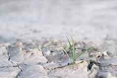 浇水幼苗日益增长的干旱土壤早....太阳