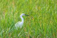 鸟伟大的白色白鹭埃塞俄比亚野生动物