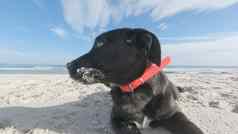关闭伤心黑色的小狗狗低耳朵被遗弃的白色海滩家庭主
