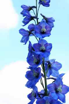 不错的蓝色的花