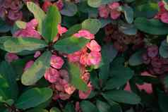 群大戟科米利粉红色的花花园