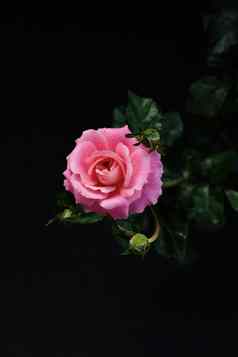 粉红色的玫瑰花阀杆叶子孤立的黑色的背景
