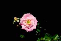 粉红色的玫瑰花阀杆叶子孤立的黑色的背景