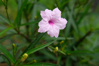 新鲜的粉红色的ruelliatuberosa<strong>花露水</strong>下降