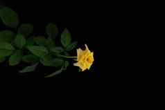 黄色的玫瑰花阀杆叶子孤立的黑色的背景