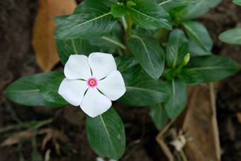 单白色Catharanthusroseus也<strong>叫花</strong>角小长春<strong>花</strong>