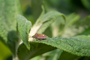 黑刺李错误dolycoris<strong>百家</strong>草