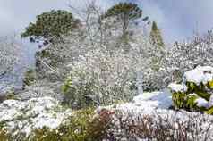 雪覆盖花园绿色植物灌木树