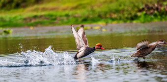 red-crested<strong>红头潜鸭</strong>迁徙鸟<strong>潜</strong>水<strong>鸭</strong>rhodonessa痞子