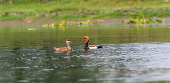 red-crested<strong>红头潜鸭</strong>迁徙鸟<strong>潜</strong>水<strong>鸭</strong>rhodonessa鲁菲娜