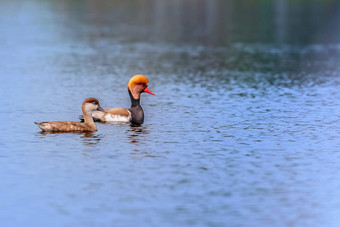 red-crested<strong>红头潜鸭</strong>迁徙鸟<strong>潜</strong>水<strong>鸭</strong>rhodonessa鲁菲娜