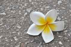 plumeria