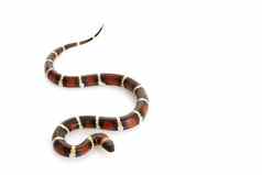 高黑色的墨西哥milksnake