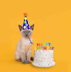 小猫黄色的生日蛋糕庆祝活动