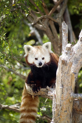 红色的熊猫吃<strong>常规</strong>的饮食竹子芽树分支机构
