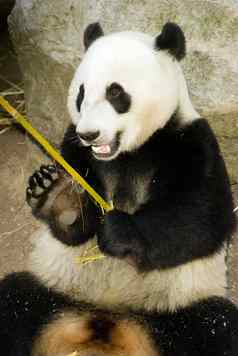 熊猫吃常规的饮食竹子芽