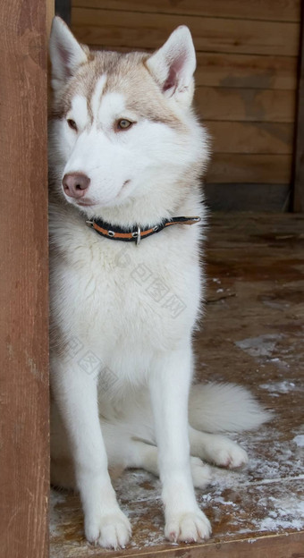西伯利亚沙哑的狗品种
