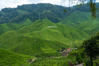 茶种植园卡梅隆谷绿色山高地马来西亚茶生产绿色灌木年轻的茶