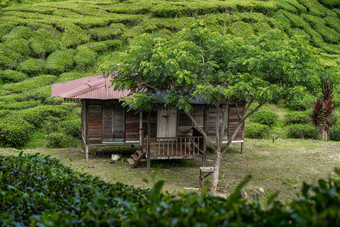 茶种植园卡梅隆谷绿色山高地马来西亚茶生产绿色灌木年轻的茶