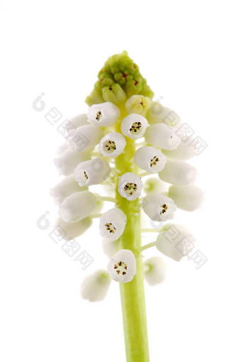 孤立的白色魔法花muscari<strong>一串葡萄</strong>状的