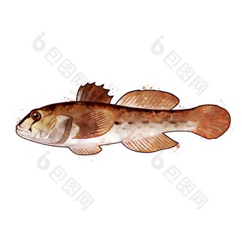 虾虎鱼水彩孤立的插图鱼