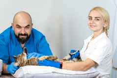 专业医生兽医执行超声波检查内部器官猫兽医诊所