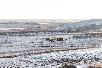 <strong>冰岛</strong>马吃草场覆盖雪冬天