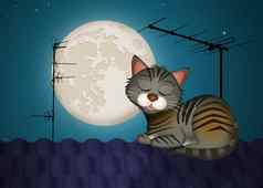 猫屋顶月光