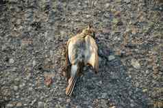死捕蝇草鸟车杀了受害者沥青路