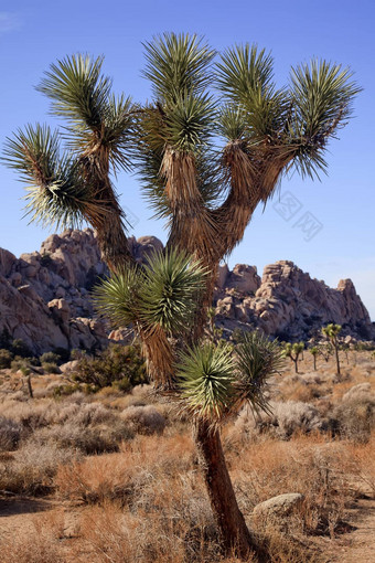 分支机构丝兰brevifolia莫哈韦沙漠沙漠约书亚树国家