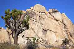 岩石爬丝兰brevifolia莫哈韦沙漠沙漠约书亚树国家