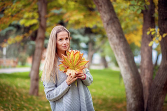 美丽的女孩灰色的开襟羊毛衫走城市公园收集秋天枫木叶子花束