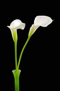美丽的白色马蹄莲礼来公司绿色花瓶