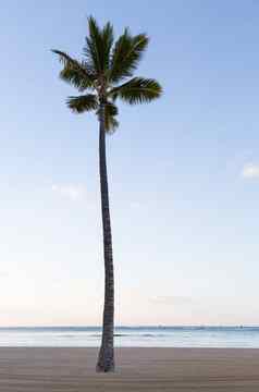 单直棕榈树桑迪海滩