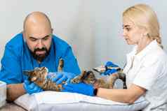 专业医生兽医执行超声波检查内部器官猫兽医诊所