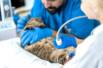 兽医携带超声波检查国内猫