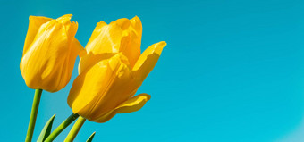黄色的郁金香蓝色的背景等待春天郁金香快乐复活节卡复制空间